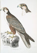 Faucon Jugger Falco Jugger 1 hane 2 hona storlek naturlig - John Edward Gray — vy av konstverket