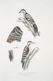 Pic épeichette Picus Macei 1 mâle 2 femelle 2a aile 2b queue - John Edward Gray — vy av konstverket