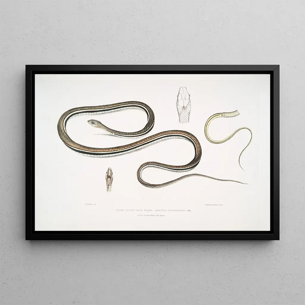 John Edward Gray - Lined Tailed Tree Snake Ahtula caudolineata.webp