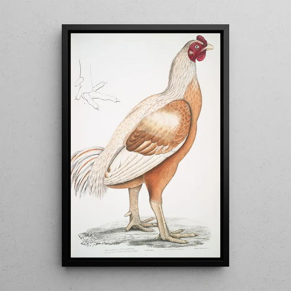 John Edward Gray - Malabar Cock Gallus gigantea Natural size.webp
