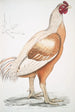 Coq de Malabar Gallus gigantea i naturlig storlek - John Edward Gray — vy av konstverket