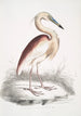 Héron à dos marron Ardea Grayii - John Edward Gray — vy av konstverket