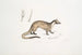Paradoxure masqué Paradoxurus Viverra Larvatus - John Edward Gray — vy av konstverket