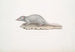 musaraigne musquée Sorex myosurus - John Edward Gray — vy av konstverket