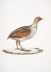 Perdrix olive Perdix olivacea - John Edward Gray — vy av konstverket
