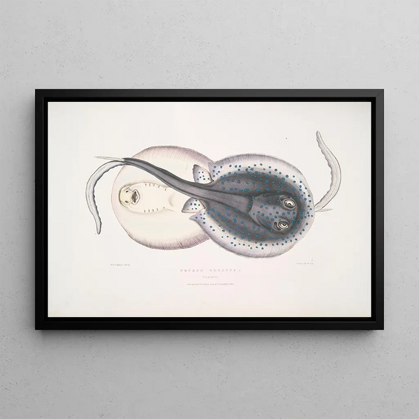 John Edward Gray - Ornamented Trygon Trygon ornatus Singapore.webp