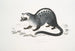 Paradoxe de Pallas, Paradoxurus Pallasii, Indien - John Edward Gray — vy av konstverket
