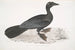 Cormoran pygmé Carbo pygmaeus pygmaeus - John Edward Gray — vy av konstverket