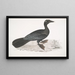 Cormoran pygmé Carbo pygmaeus pygmaeus - John Edward Gray — inramlat konstverk på väggen