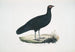 purpurfasan Phasianus purpureus - John Edward Gray — vy av konstverket