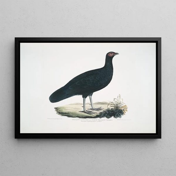 John Edward Gray - Puple Pheasant Phasianus purpureus.webp