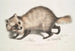 Hund med Raccoon Face Canis procyonoides Kina - John Edward Gray — vy av konstverket