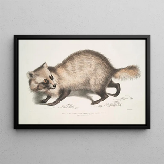 John Edward Gray - Racoonfaced Dog Canis procyonoides China.webp