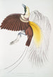 Petit oiseau de paradis Paradisea minor - John Edward Gray — vy av konstverket