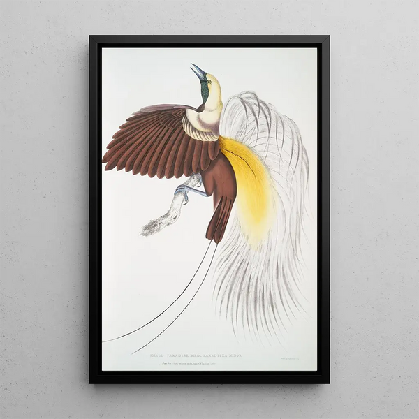 John Edward Gray - Small Paradise Bird Paradisea minor.webp