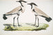 Pluvier à Ailes Éperonnées Charadrius ventralis Mâle och Femelle - John Edward Gray — vy av konstverket