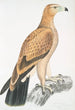 Aigle fauve Aquilla fulvescens - John Edward Gray — vy av konstverket