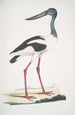 Jabiru Tetaar Ciconia Mycteria Australis - John Edward Gray — vy av konstverket