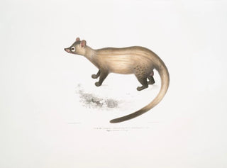 Kuttaas Paradoxurus Pennantii:s paradoxa i de övre provinserna i Bengalen - John Edward Gray — vy av konstverket