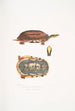 Tortue-boîte à trois bandes Cistuda trifasciata - John Edward Gray — vy av konstverket