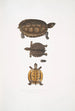Terrapin dentelé Emys dentata - John Edward Gray — vy av konstverket