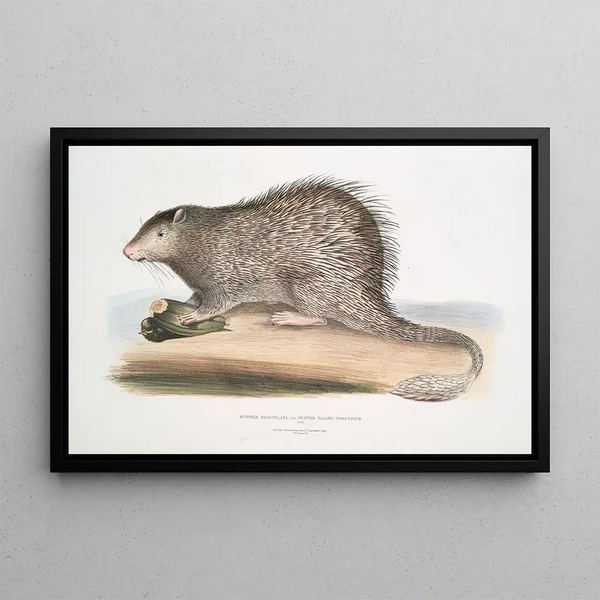John Edward Gray - Tuftedtailed Porcupine Hystrix fasiculata Histrix fasciculata India.webp