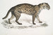 Vivirine Viverrine Chat Felis Vivirinus Viverrinus - John Edward Gray — vy av konstverket