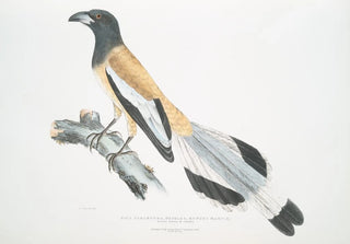 John Edward Gray - Weigler Rufons Magpie Pica Vagabunga Natives of Calcutta.webp