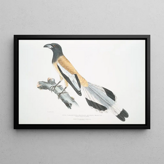John Edward Gray - Weigler Rufons Magpie Pica Vagabunga Natives of Calcutta.webp