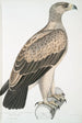Aigle à points blancs Aquilla punctata - John Edward Gray — vy av konstverket