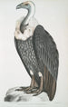 Vautour à dos blanc Vultur leuconota - John Edward Gray — vy av konstverket