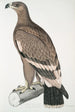 Aigle à bandes blanches Aquilla bifasciata - John Edward Gray — vy av konstverket