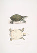 ung Trionyx valvulaire Trionyx punctata junior - John Edward Gray — vy av konstverket