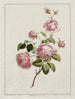 Rose de la province du chou - John Edwards — vy av konstverket