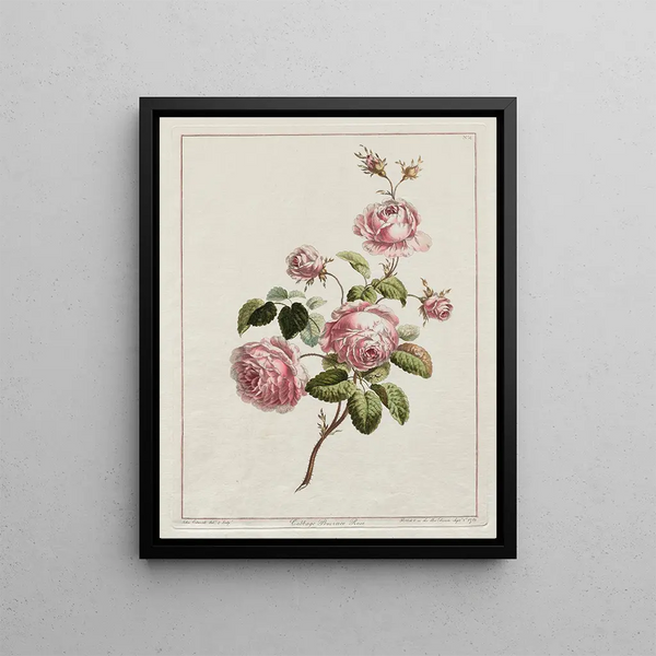 John Edwards - Cabbage Province Rose.webp