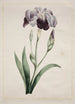 Iris japonais Grand Iris bleu - John Edwards — vy av konstverket
