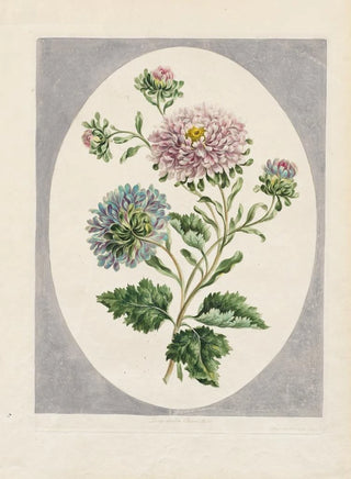 John Edwards - Large Double China Aster.webp
