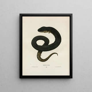 John Edwards Holbrook - Amphiuma means.webp