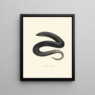 John Edwards Holbrook - Amphiuma tridactyla.webp