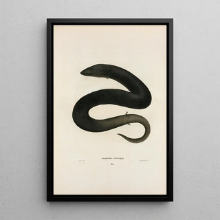 John Edwards Holbrook - Amphiuma tridactylum.webp