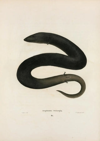 John Edwards Holbrook - Amphiuma tridactylum.webp