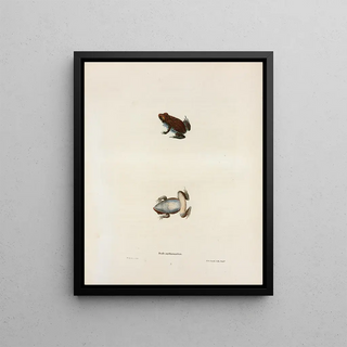 John Edwards Holbrook - Bufo erythronotus.webp