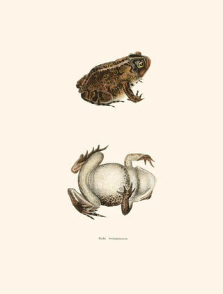 John Edwards Holbrook - Bufo lentiginosus.webp