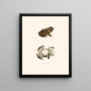 John Edwards Holbrook - Bufo lentiginosus.webp