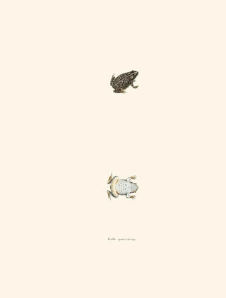 John Edwards Holbrook - Bufo quercicus.webp