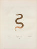 Calamaria elapsoidea - John Edwards Holbrook — vy av konstverket