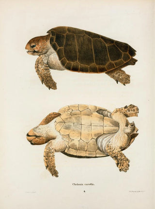 John Edwards Holbrook - Chelonia caretta.webp