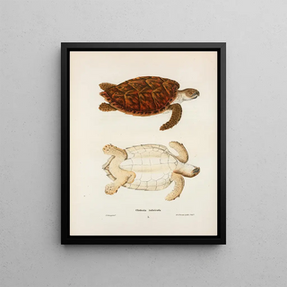 John Edwards Holbrook - Chelonia imbricata.webp