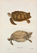 Tortue verte Chelonia mydas - John Edwards Holbrook — vy av konstverket