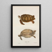 Tortue verte Chelonia mydas - John Edwards Holbrook — inramlat konstverk på väggen